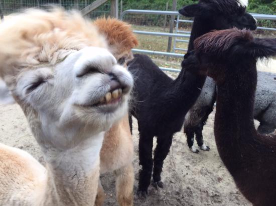 Things To Do Jersey Shore Alpacas